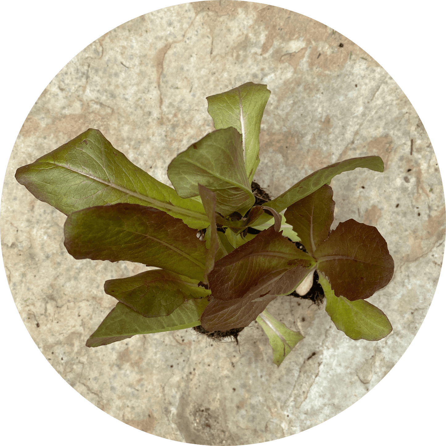 Red Romaine