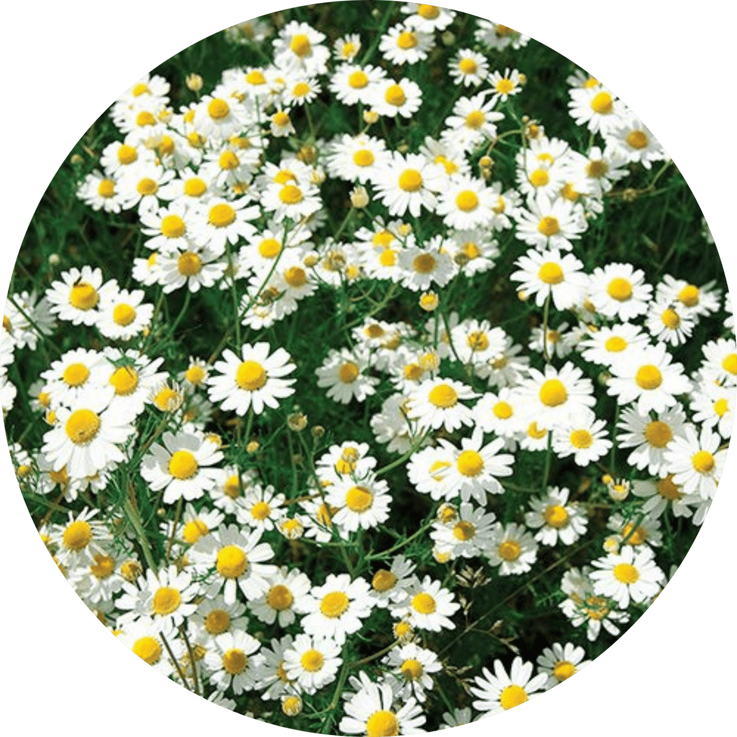Chamomile