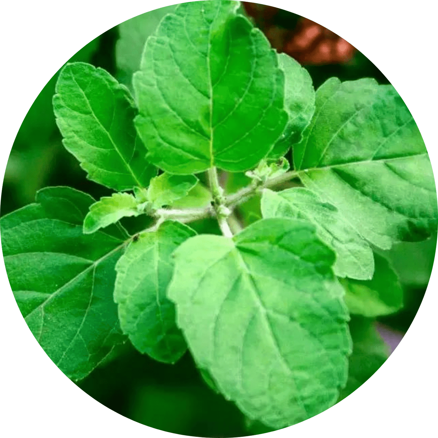 Tulsi Basil