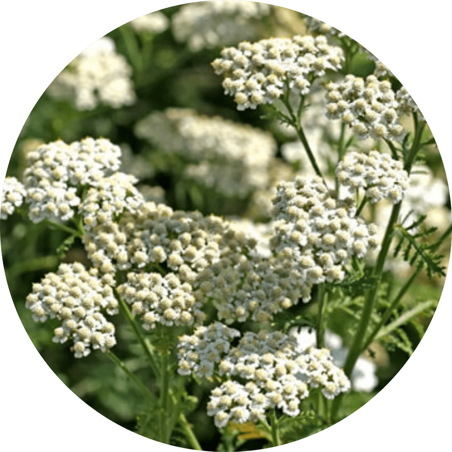 Yarrow
