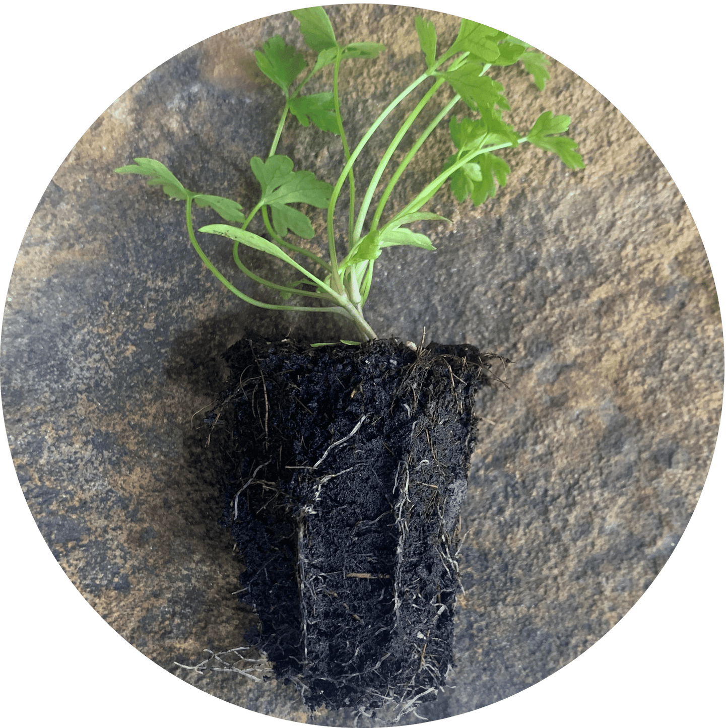 Cicilian Parsley