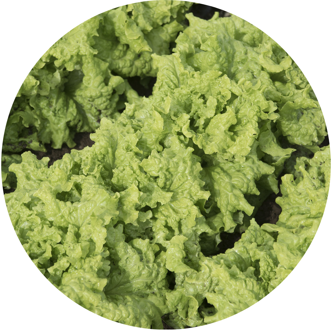 Black Seeded Simpson Leaf Lettuce