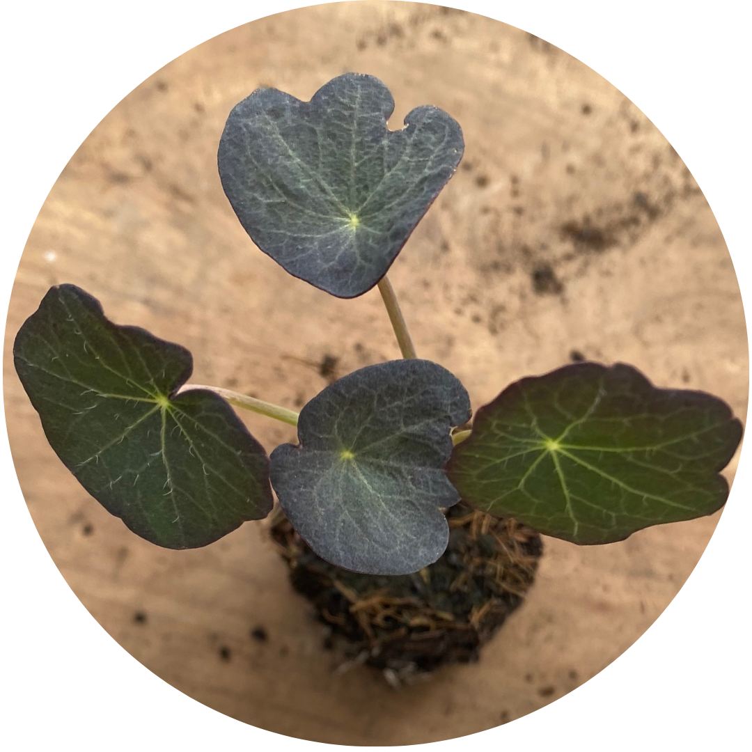 Empress of India Nasturtium