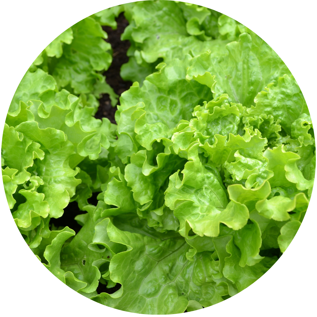 Saragossa Crisphead (Lettuce) Planted Places
