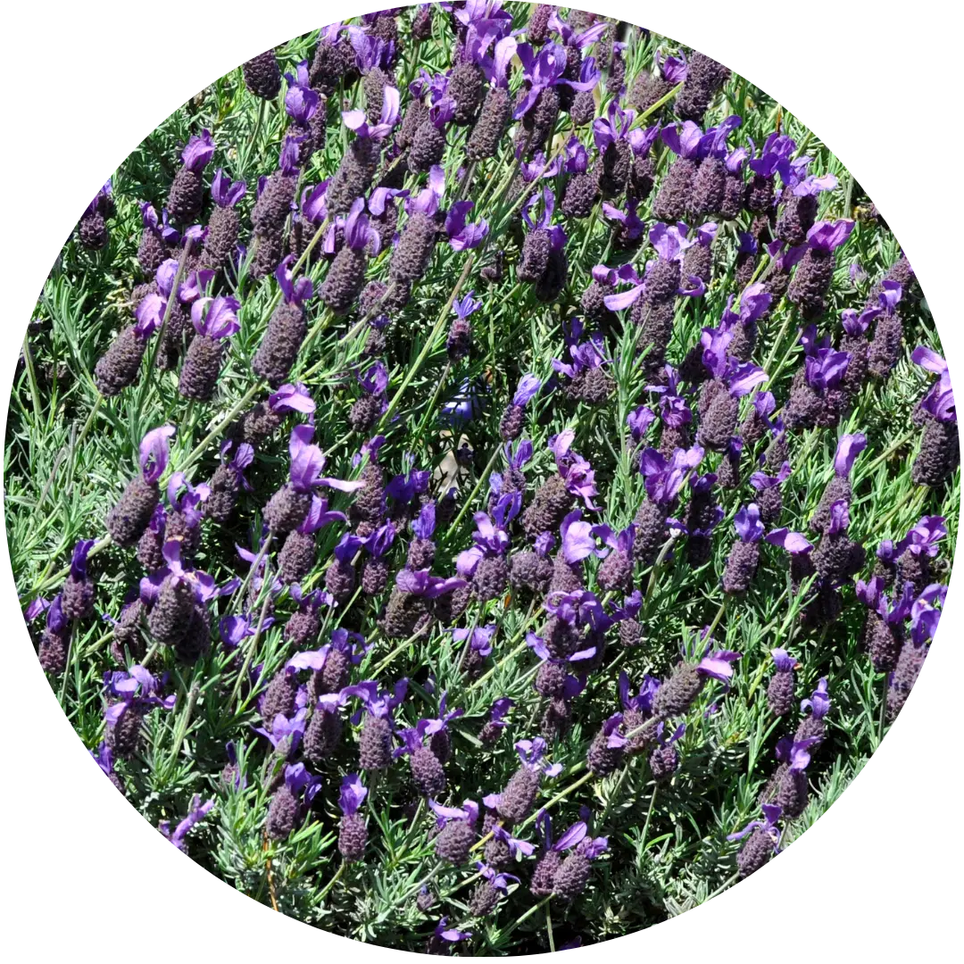 Spanish Lavender