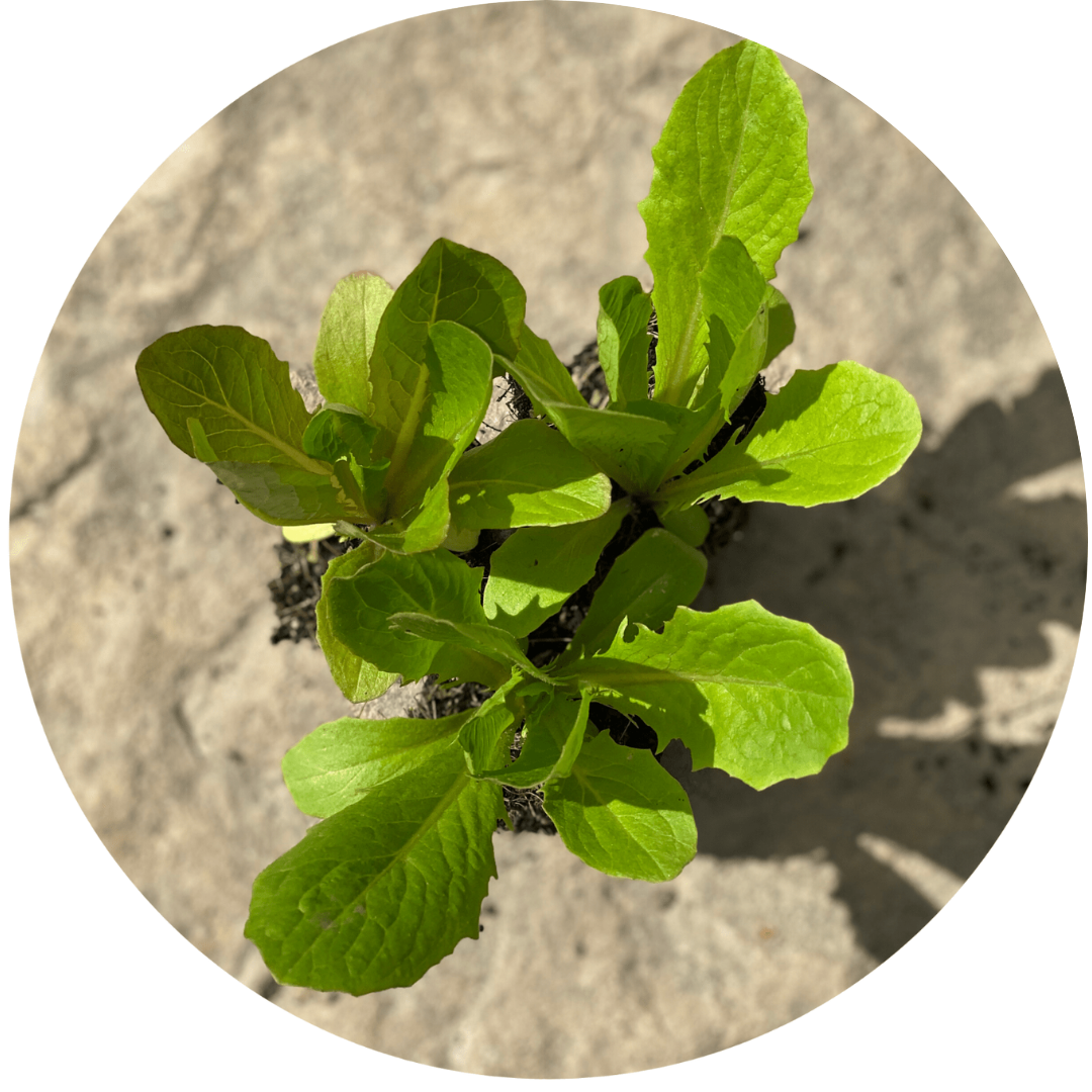 Parris Island Romaine