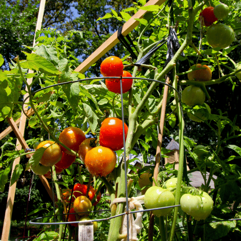 Mini Cherry Tomato Plant