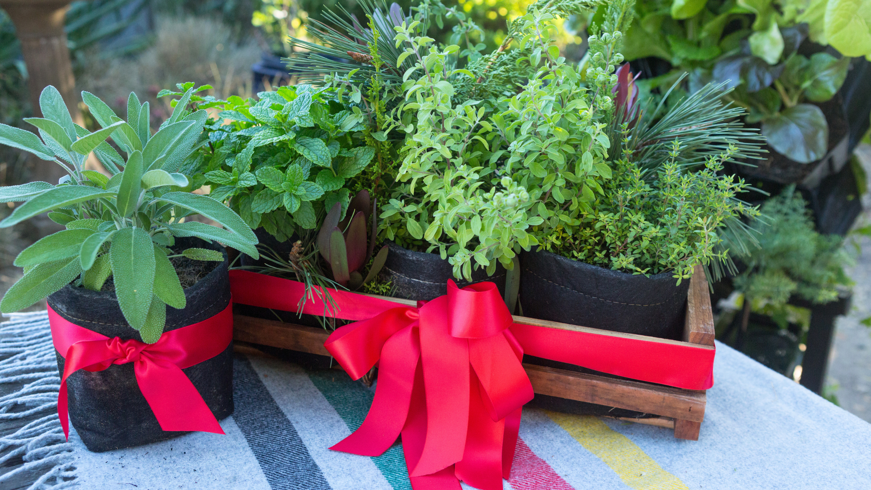 Sustainable holiday giving this year.  Our vertical gardening system, garden kits, and digital gardening classes provide a way to gift sustainably.