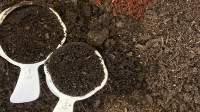 Enhance Your Garden Plants With Worm Castings