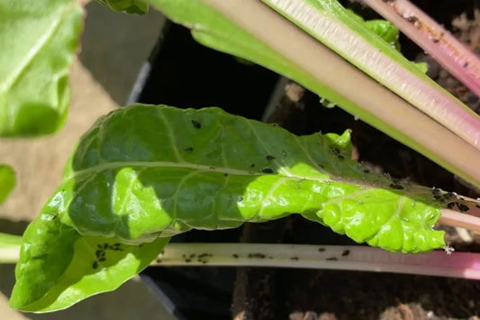 Black aphids on plant thumbnail