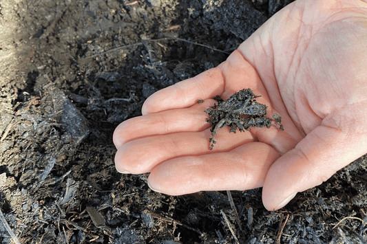 a hand showing worms in a worm casting organic farm.