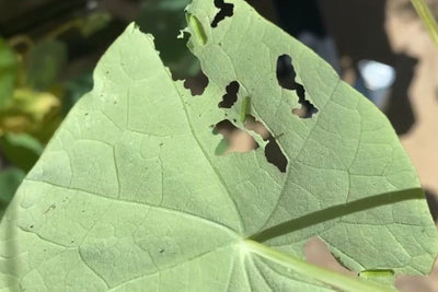 Cabbage Worms