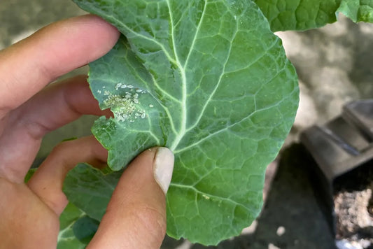 aphids in lettuce leaf