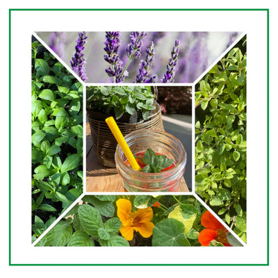 Recipes From The Garden: Cocktails & Mocktails