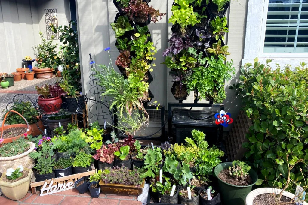 Planted Wall and Container Garden Display