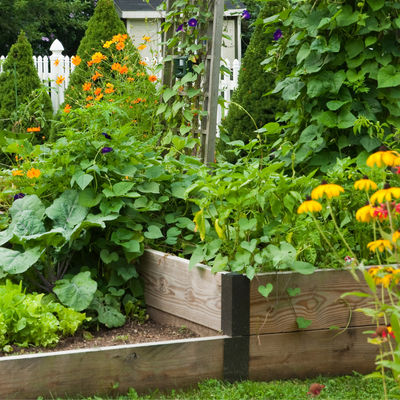 Using Pollinator Plants to Create a Balanced Ecosystem in our Backyards