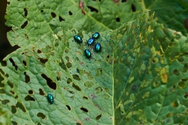 Flea Beetles on Plant Showing Damage Stock Photo