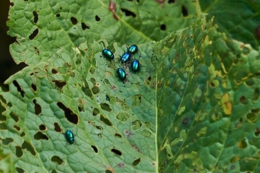 Flea Beetles on Plant Showing Damage Stock Photo
