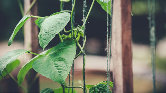 Stock Photo of a Plant on a Trellis