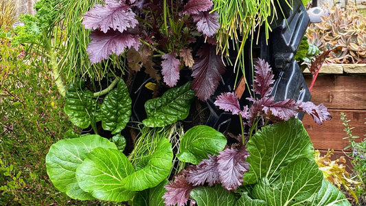Planted Wall Close Up