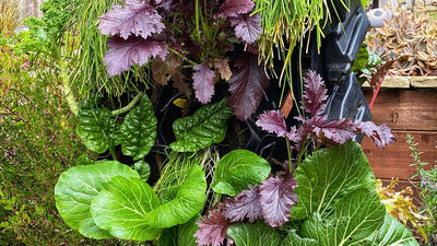 Layering Plants for Small Space Gardening