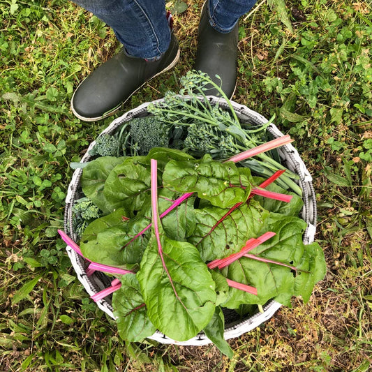 Garden Harvest