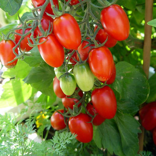 Tomato Plant
