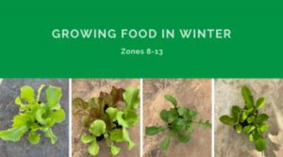 Dear Planted Places: Can You Grow Food in Winter?