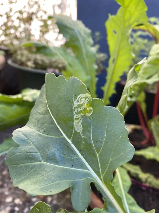 Picture of leaf miner on a leaf