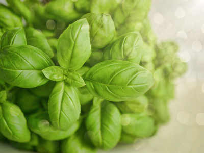 Why Basil is a Must Have in the Kitchen Garden