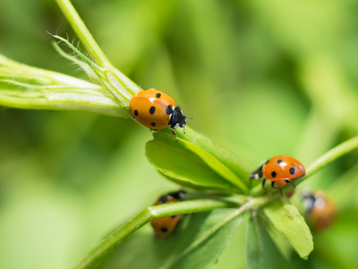Integrated Pest Management: A Holistic Approach to Garden Health