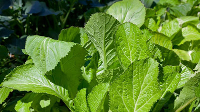 Mustard Greens
