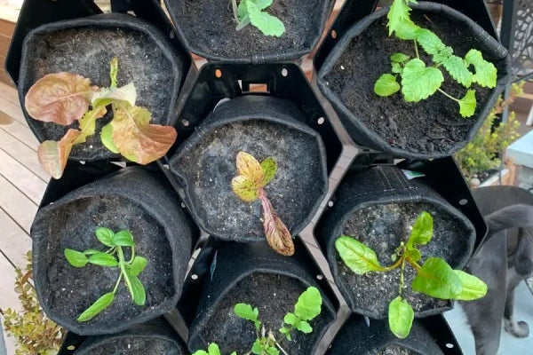 planted wall seedlings in hex pots