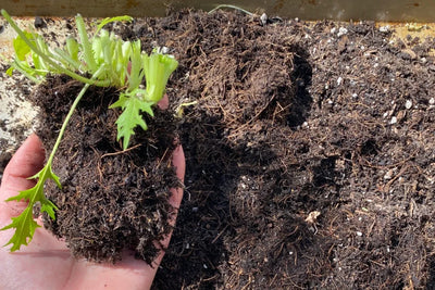 How to Recondition Soil with Small Container Gardening