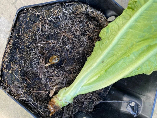 Root Rot Plant Example