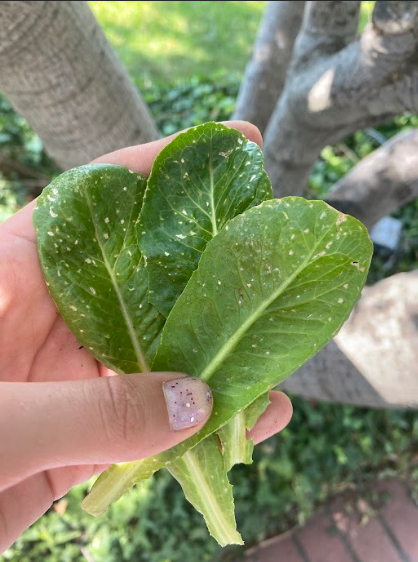 Thrip Damage on Leaves