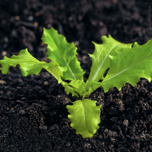 lettuce plant growing in soil.