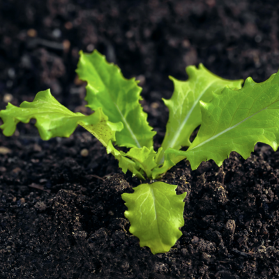 Why We Grow in Soil