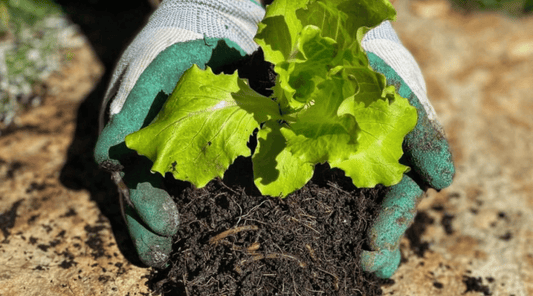 lettuce in a soil