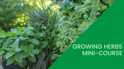 Get Free Access to Our Growing Herbs Mini-Course