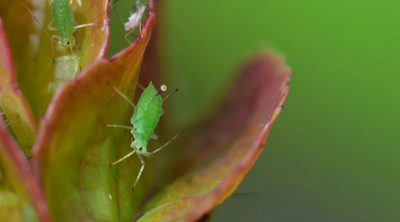 Top Pests to Watch For in Spring