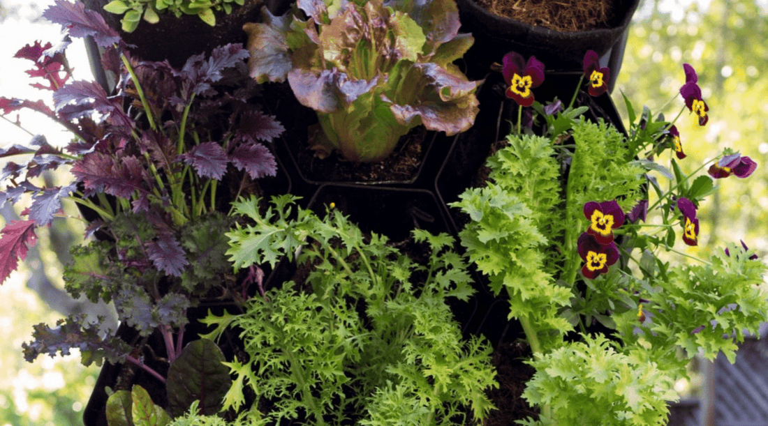 Why Vertical Gardening Could Be Your Ideal Way to Garden