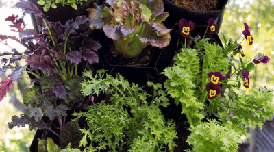 Why Vertical Gardening Could Be Your Ideal Way to Garden
