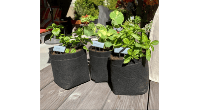 Gardening Kits Make Growing Your Own Food Easy, But Which One is Right For You?