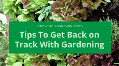 Growing Your Own Food: Tips To Get Back on Track With Gardening