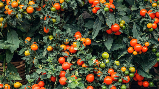 Tomato Plant Stock Photo