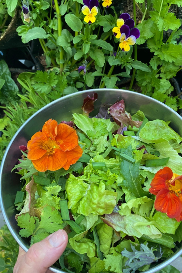 Fall greens,  herbs, and nasturtium in a bowl