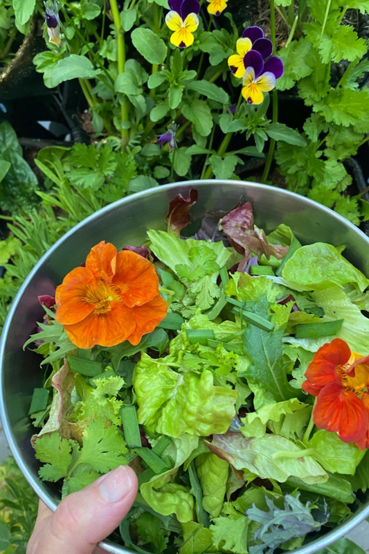 Fall greens,  herbs, and nasturtium in a bowl