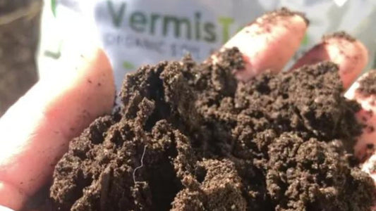 hand hold vermicompost.