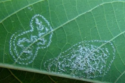 Whitefly Eggs on Plant